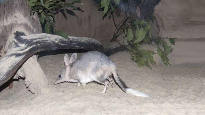 A bilby sniffing around a tree