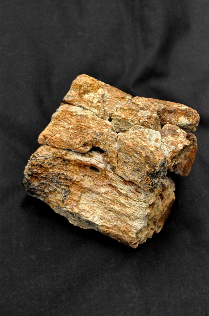 Image of a plesiosaur vertebra.