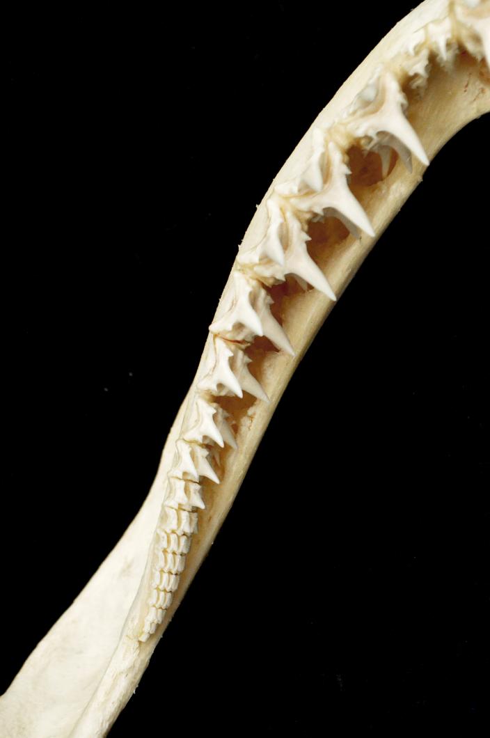 Image of a grey nurse shark specimen.