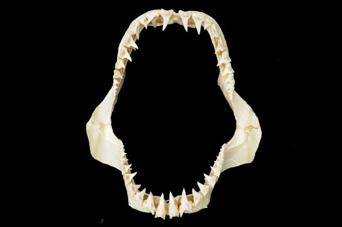 Image of a short-fin mako shark jaw specimen.