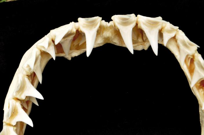 Image of shark teeth