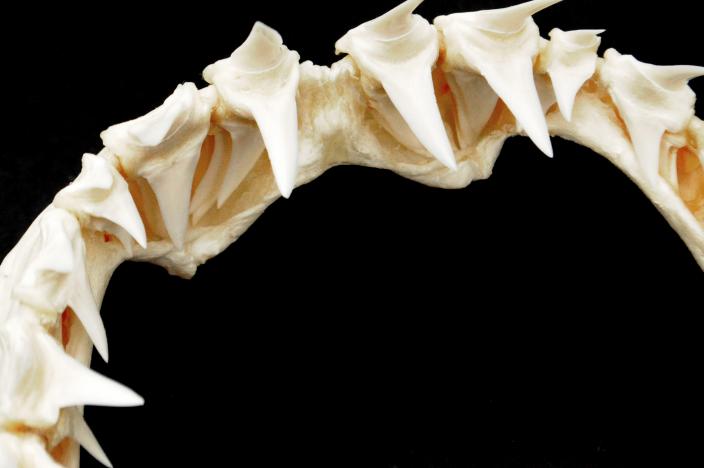 Image of shark teeth