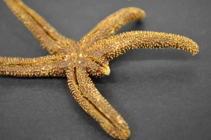 Image of the underside of a dry sea star specimen