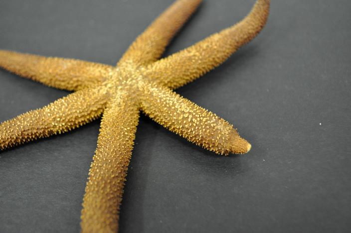 Image of a dry sea star specimen with arm in regeneration