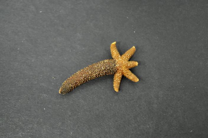 Image of a dry 'comet' sea star