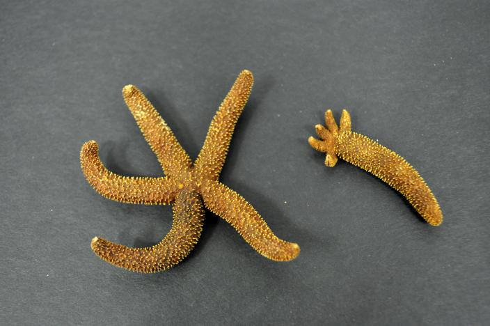 Imagae of dry sea star specimens