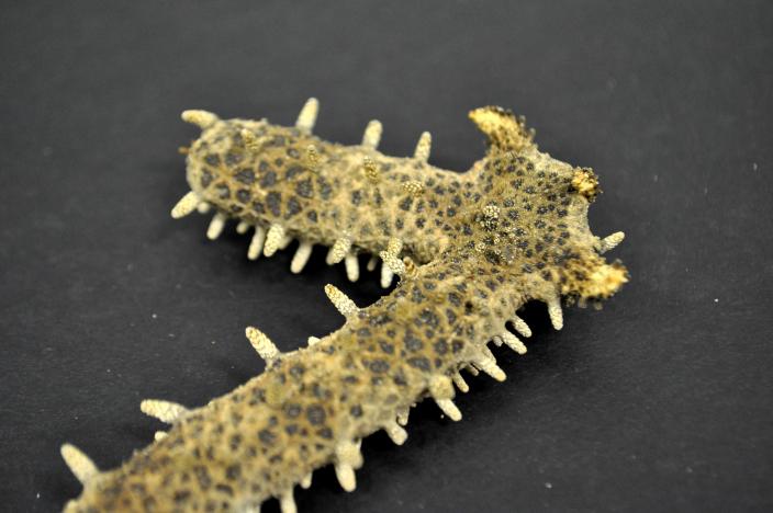 Imagae of dry sea star specimen