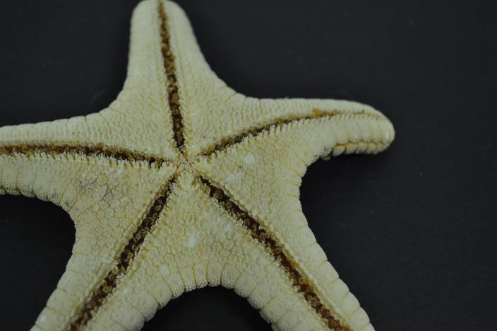 Image of a dry specimen from WA Museum sea star collection
