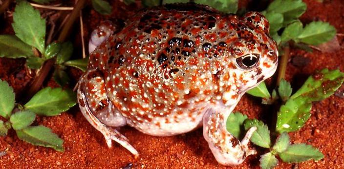 Image of a Desert Spadefoot