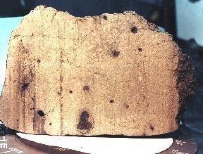 Cross section of a meteorite with holes where gas may have been trapped.