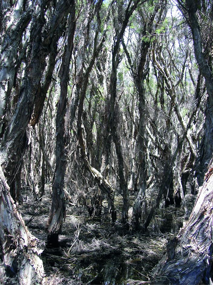 Photograph of trees and branches 