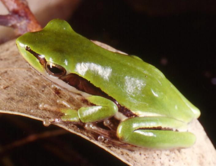 Image of a Slender Tree Frog