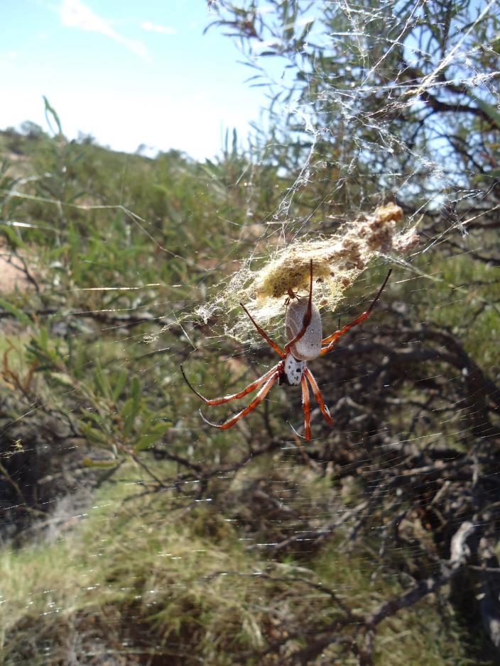 Golden Orb Weaving Spiders - The Australian Museum