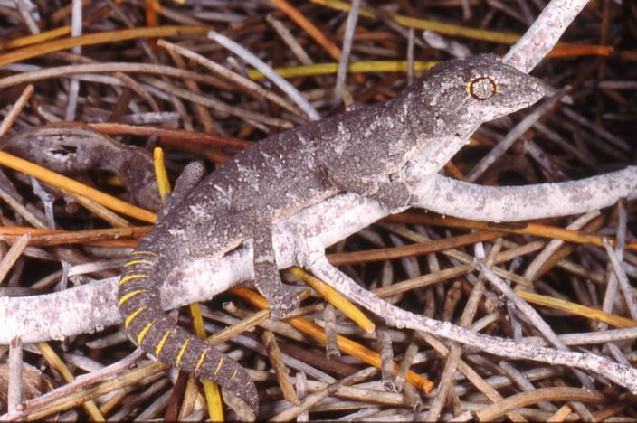Image of a Spiny-tailed Gecko