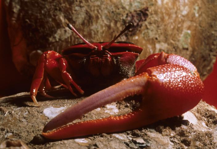 Image of Flame-backed Fiddler Crab