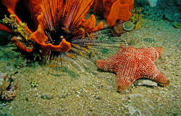 Image of an underwater scene in Dampier Archipelago