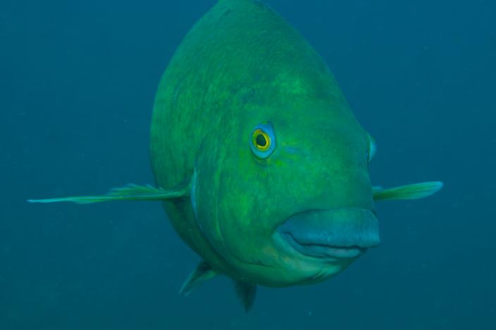 Image of a Western Blue Groper