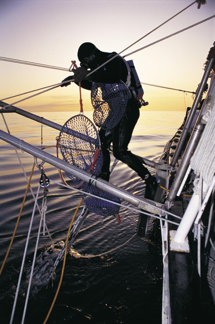 Image of a diver jumping into the ocean. 