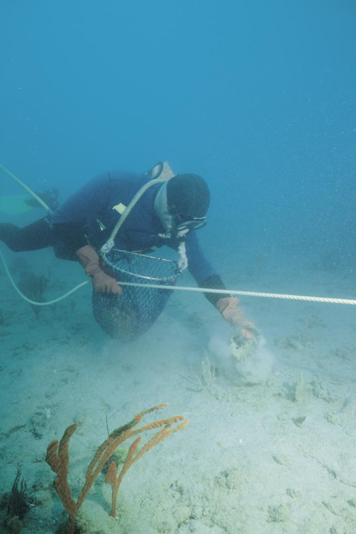 Image of a diver collecting pearlshell