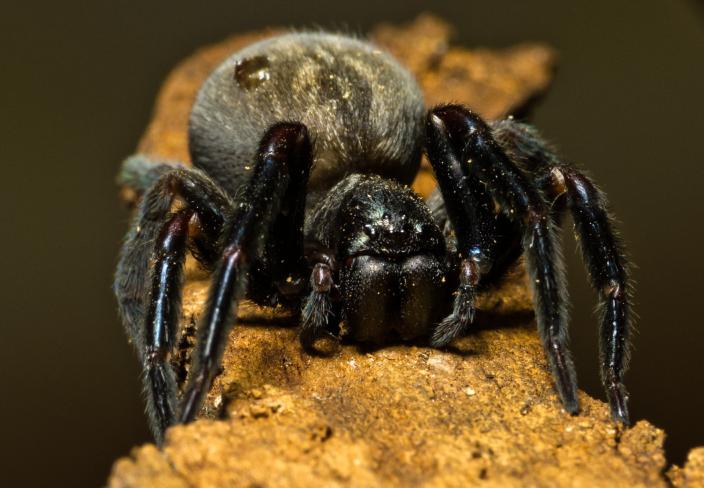 Image of a large black spider