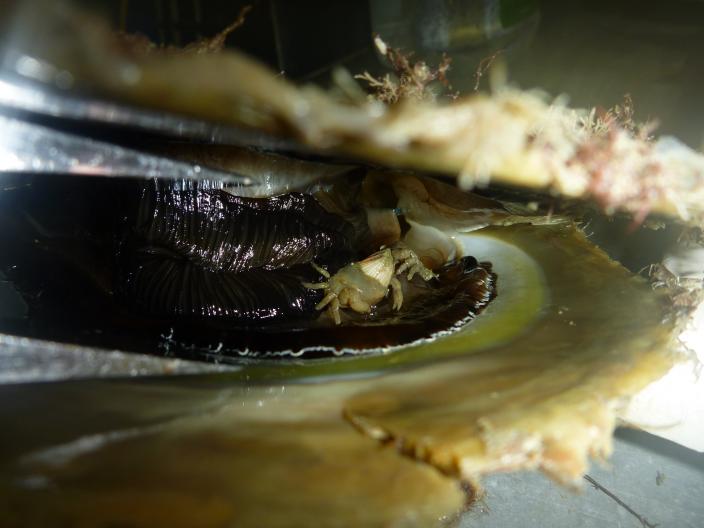 A pea crab inside an oyster. 