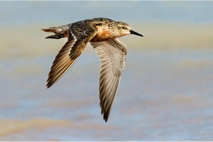 Colourful bird in flight 