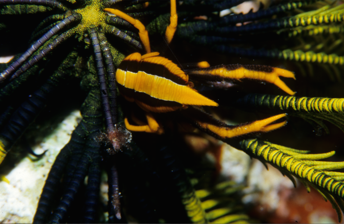 Image of a Squat Lobster