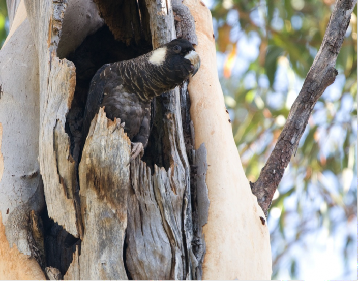 Baudin's Cockatoo (female) at nest site