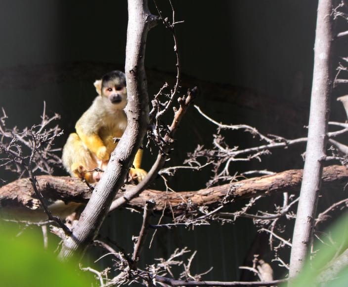 Bolivian Squirrel Monkey
