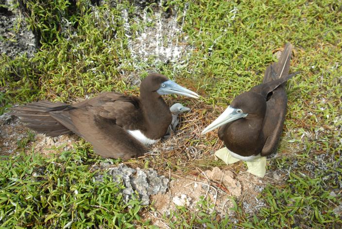 Brown Booby - Christmas Island; photographed June 2011 