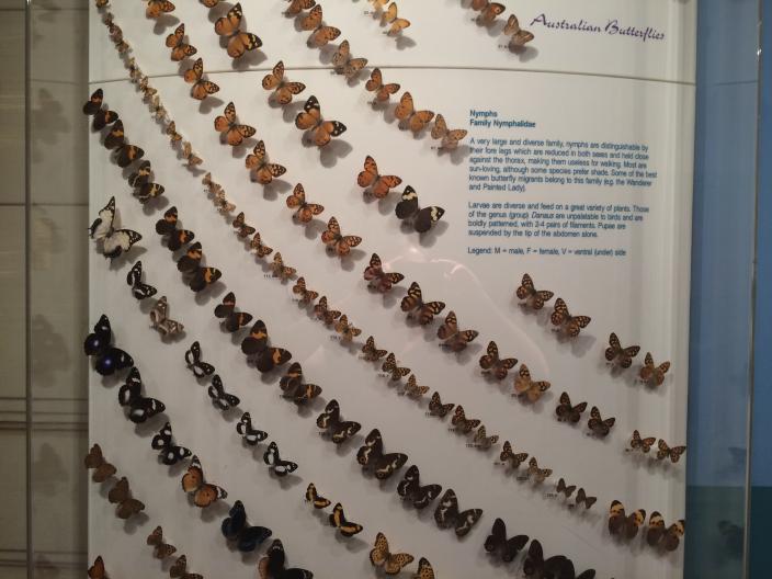 The Butterfly Gallery | Western Australian Museum