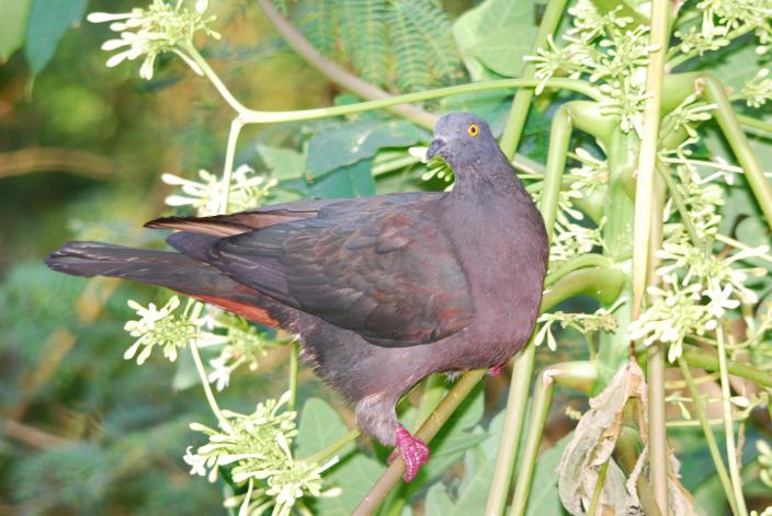 Christmas Island Imperial Pigeon; photographed June 2011