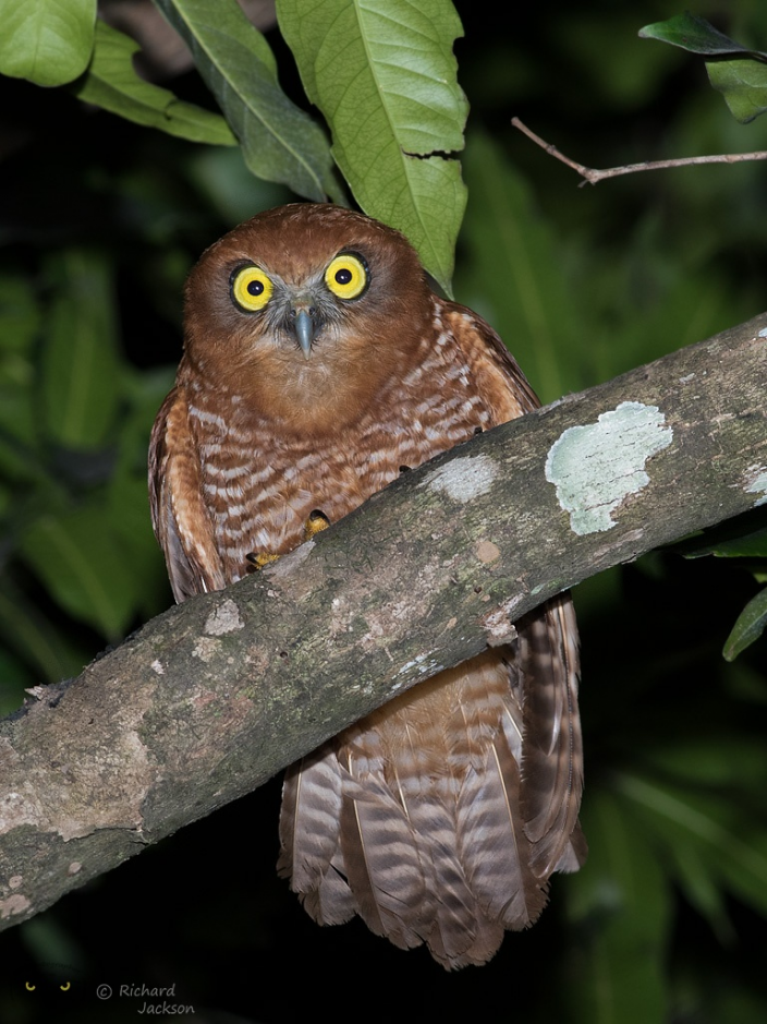 Christmas Island Hawk-Owl  