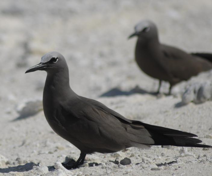 Common Noddy - photographed on Cocos Island 