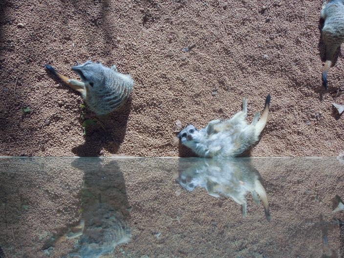 Meerkats relaxing in the sun