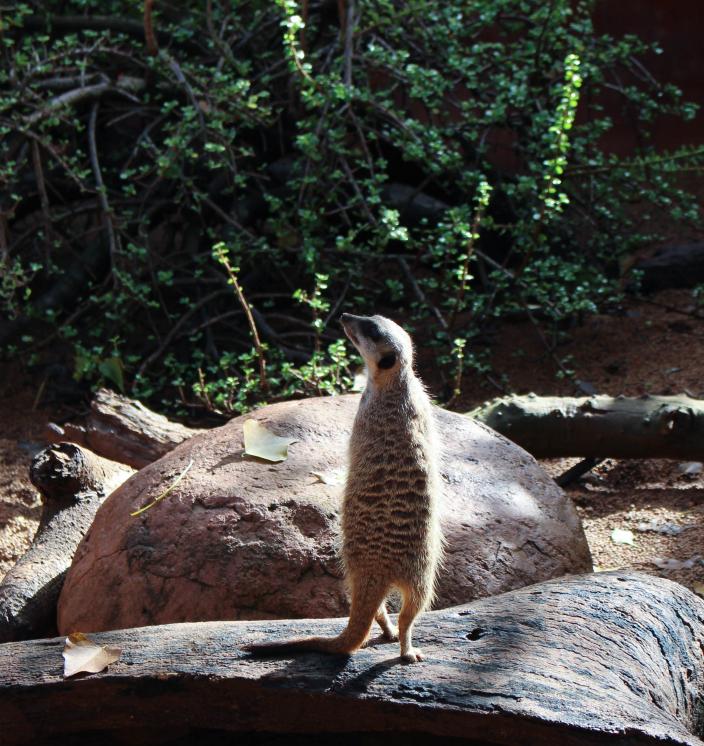 A meerkat on lookout duty