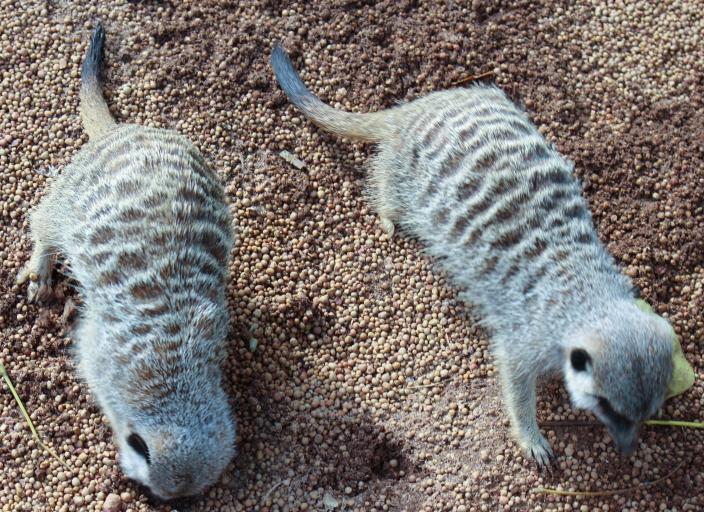 A pair of meerkats