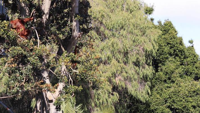 Can you spot both of the orang-utans in this tree?