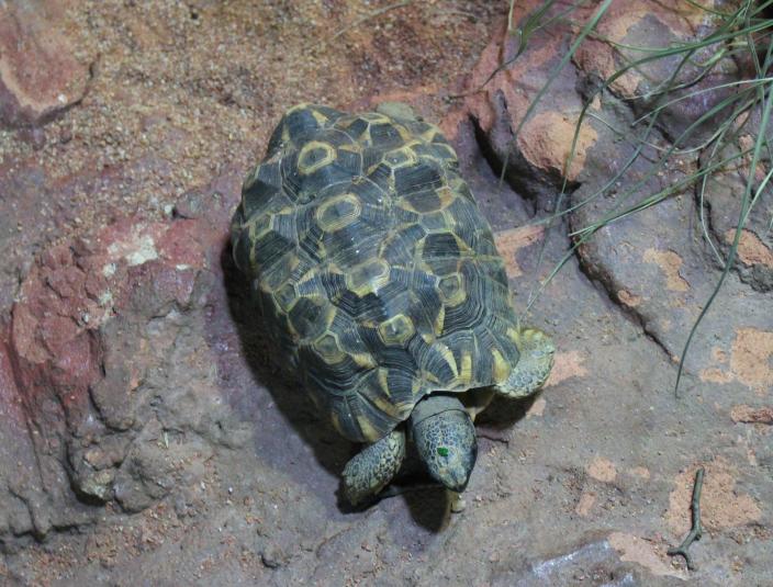 Radiated Tortoise