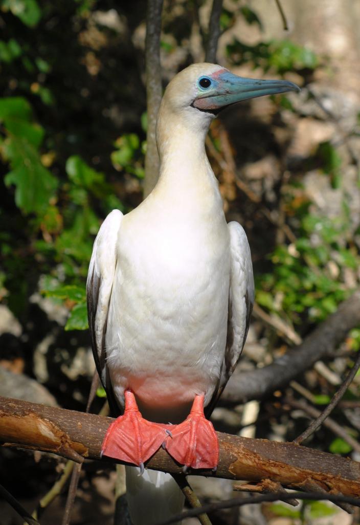Red-footed Booby photographed on Christmas Island