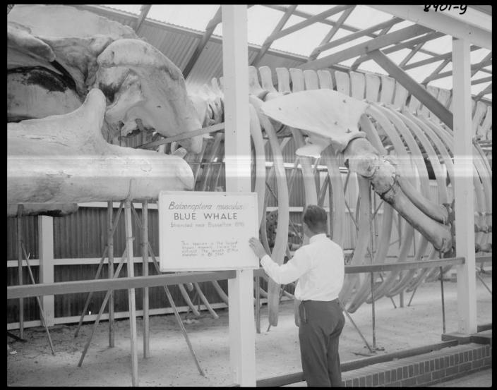 Man standing in front of the blue whale skeleton 