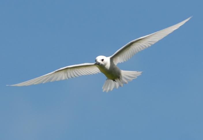 White Tern in flight, photographed on Horsburgh Island