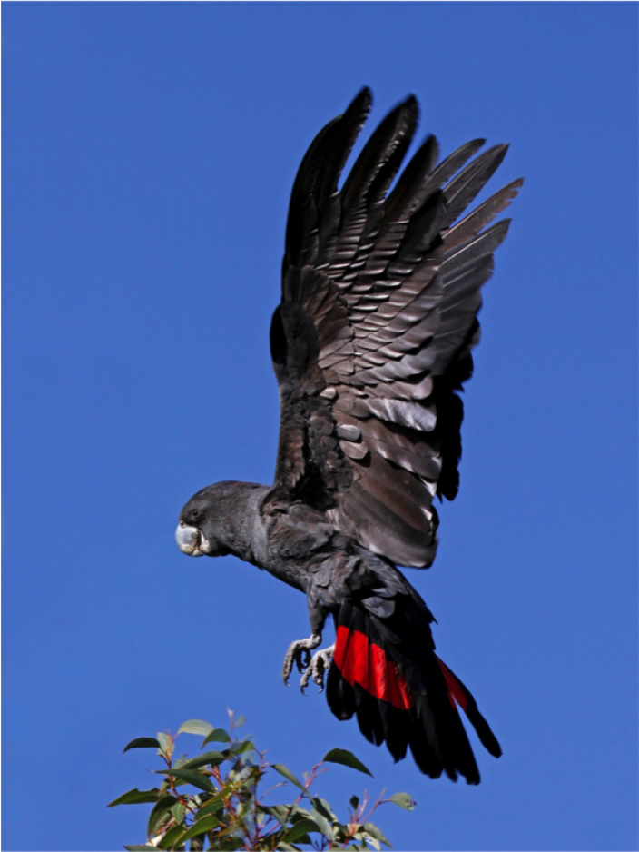 Red-tailed Black Cockatoo Western Australian Museum