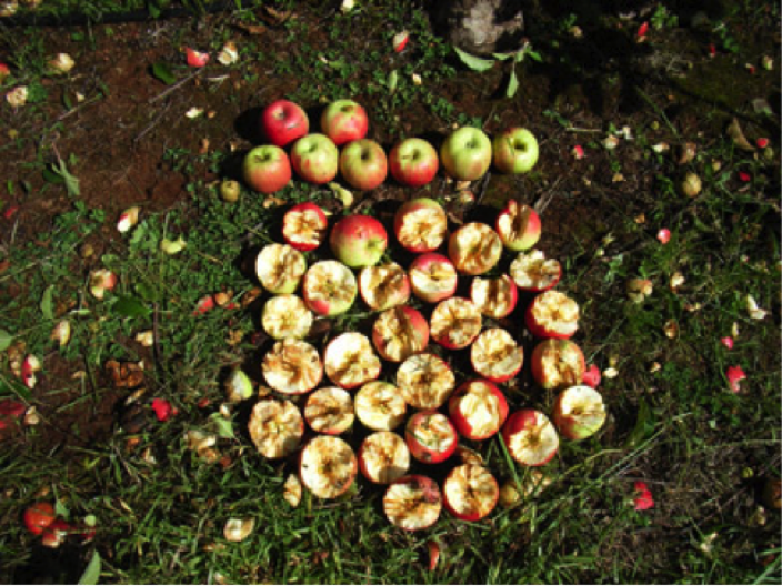 Cockatoos are known to also feed from commercial orchards