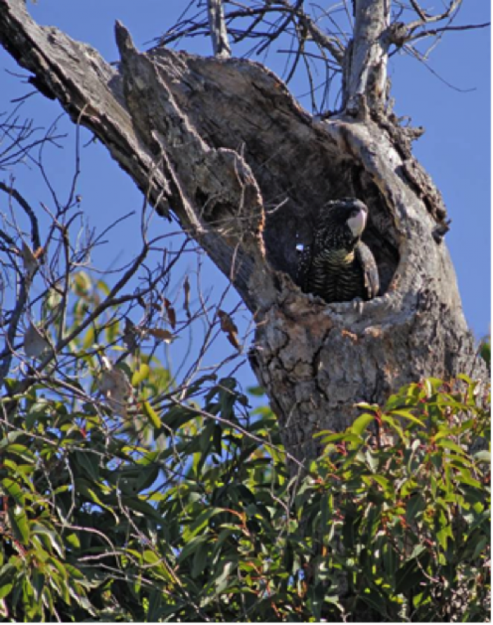 A chimney-type and side entry-type nest hollow that have formed on stag trees