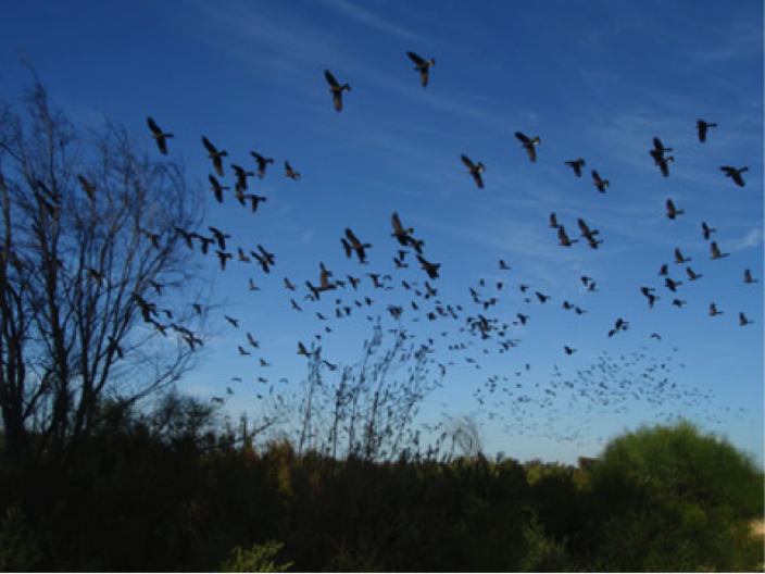 A large flock of Carnaby's Cockatoos