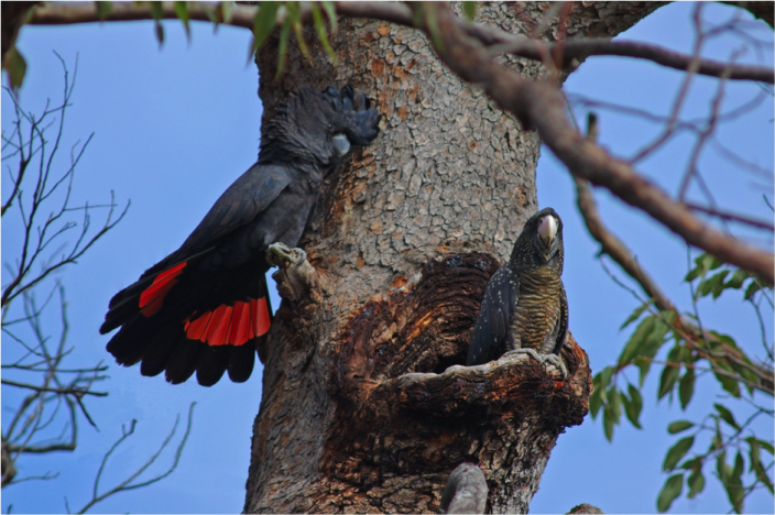 A pair of Forest Red-tailed Black Cockatoos at a nest hollow in Marri 