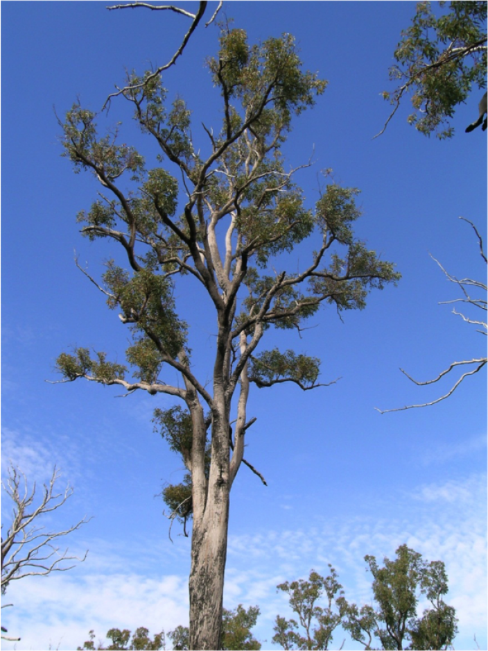 Veteran nest tree (Jarrah)