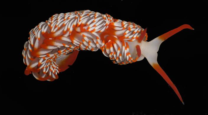 Nudibranch is the tiny orange-tipped sausages all over its back 