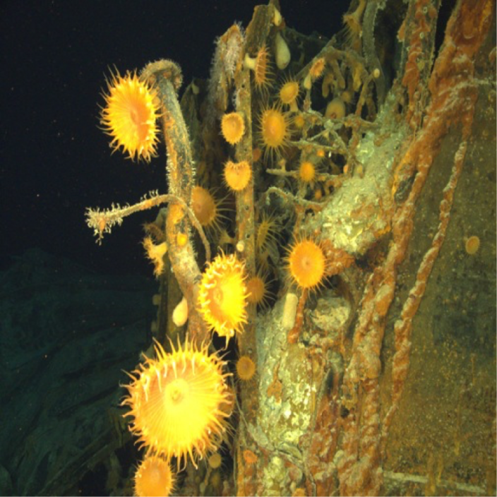 Anemones attached to HMAS Sydney & HSK Kormoran